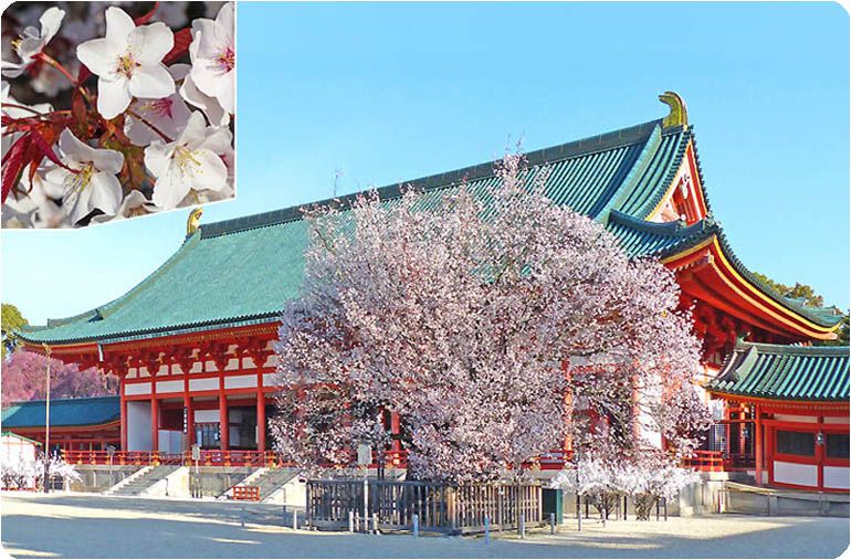 平安神宮桜11