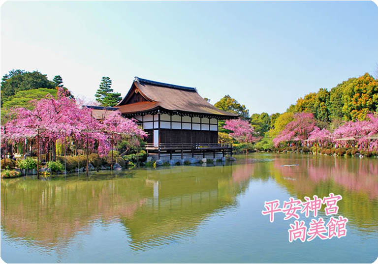平安神宮桜12