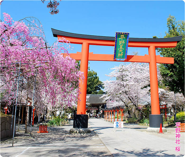 平野神社の桜1