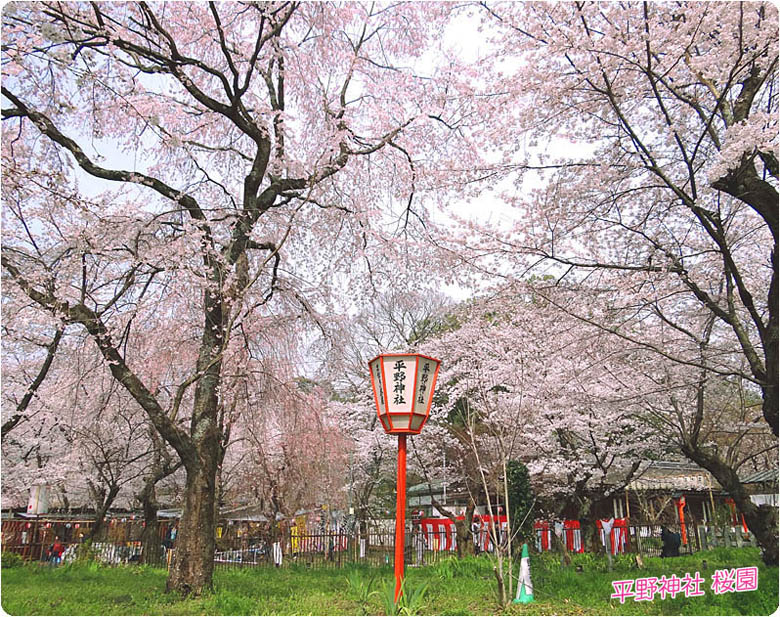 平野神社の桜3