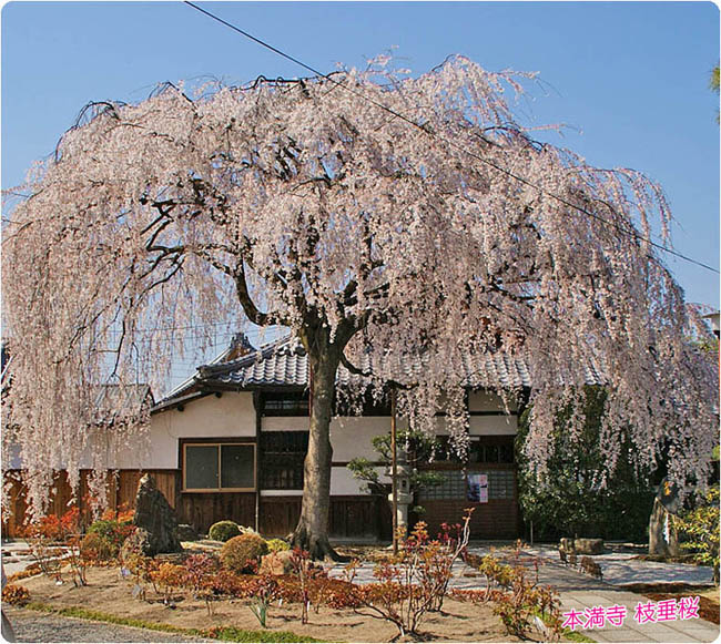 本満寺の桜1