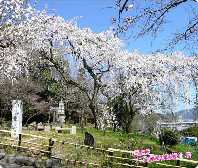岩屋寺の桜1