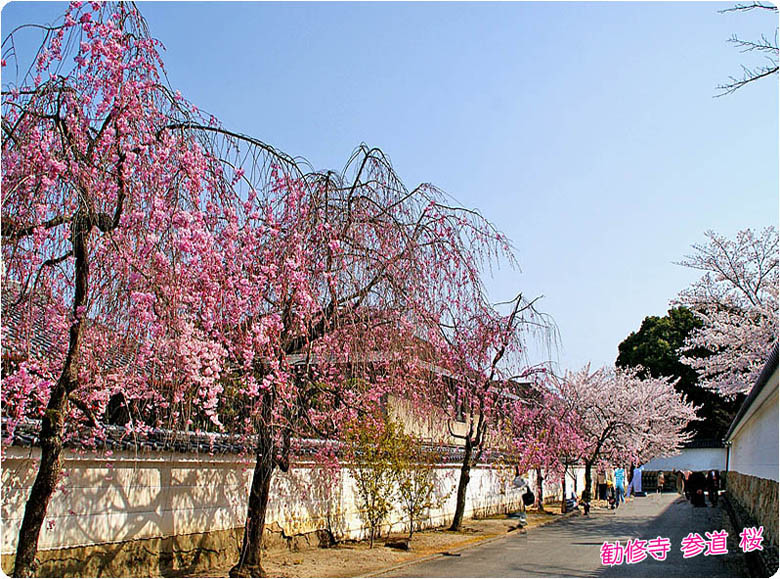 勧修寺の桜3