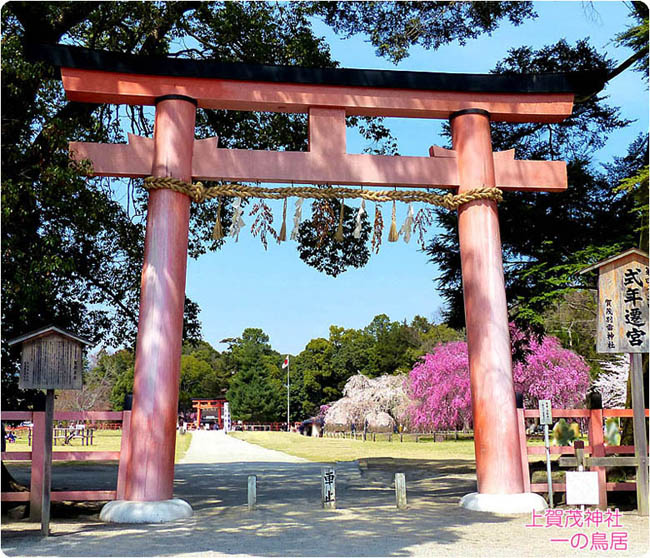 上賀茂神社の桜1