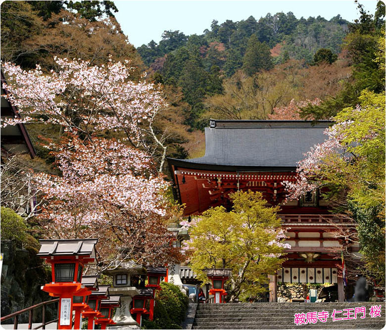 鞍馬寺の桜1