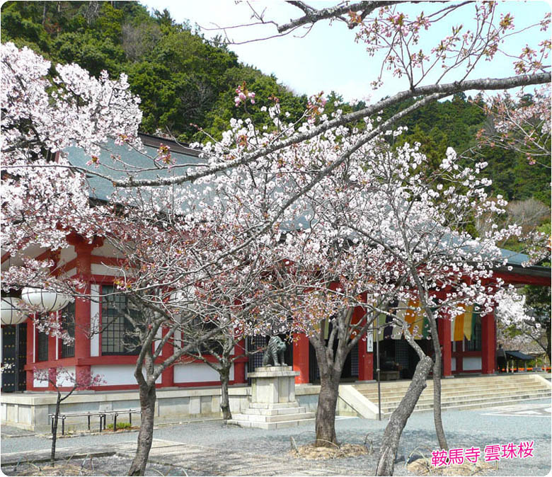 鞍馬寺の桜2