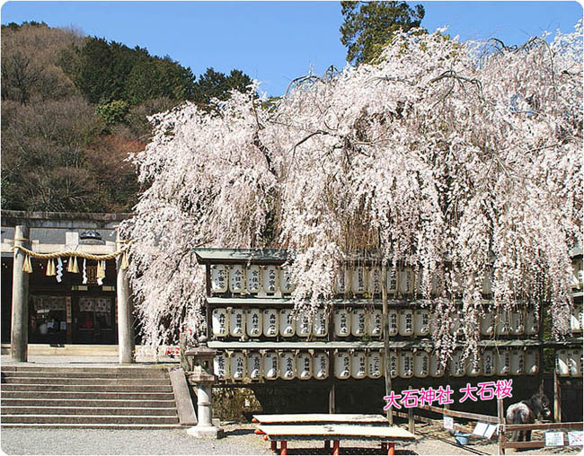 大石神社桜2