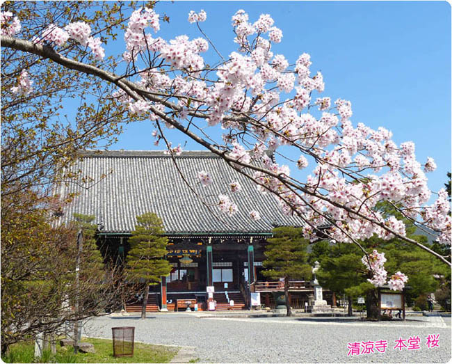 清凉寺桜1