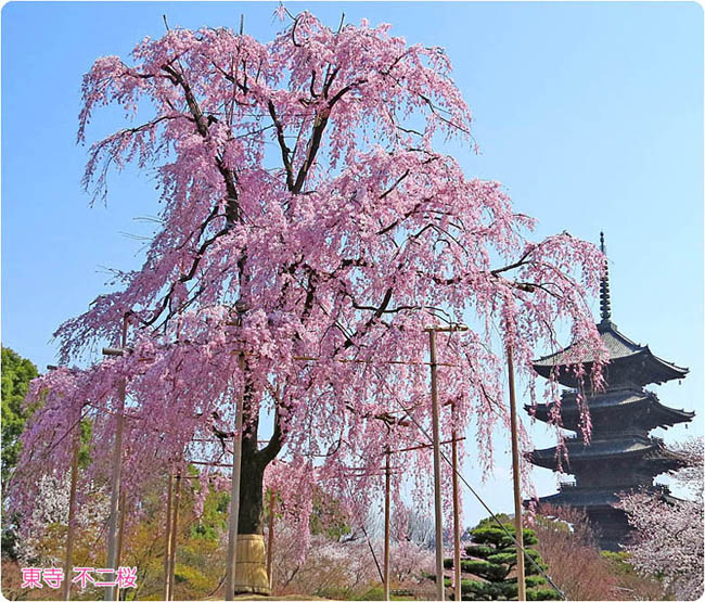 東寺の桜1