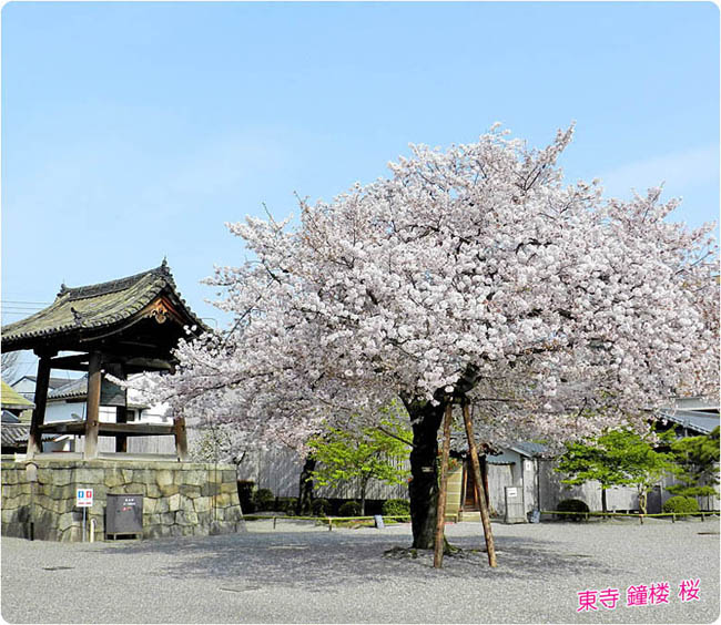 東寺の桜3