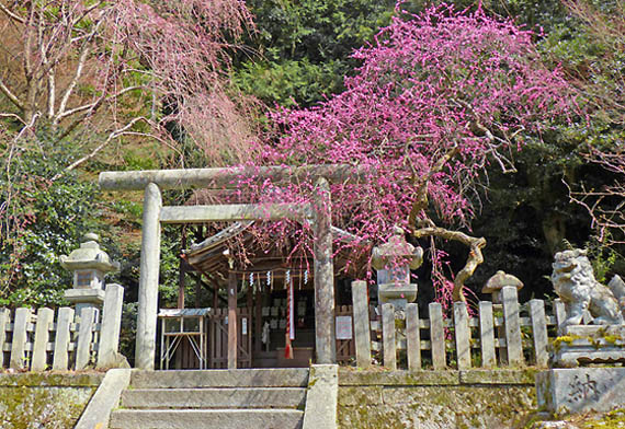 大豊神社梅1