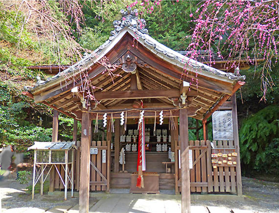 大豊神社梅2