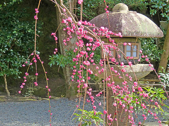 大豊神社梅3