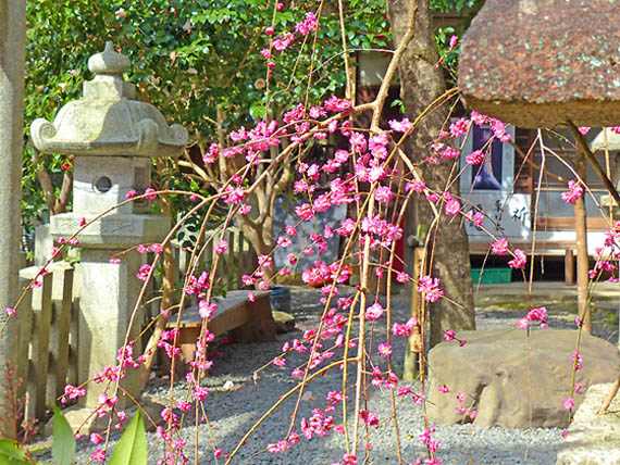 大豊神社梅5