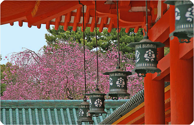 京都桜平安神宮1