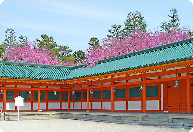 京都桜平安神宮2