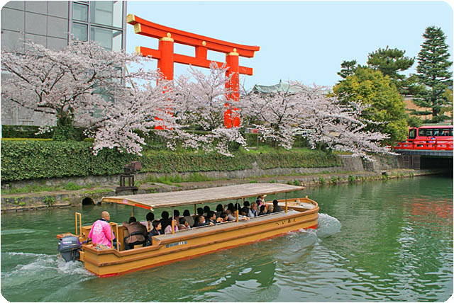 京都桜平安神宮3