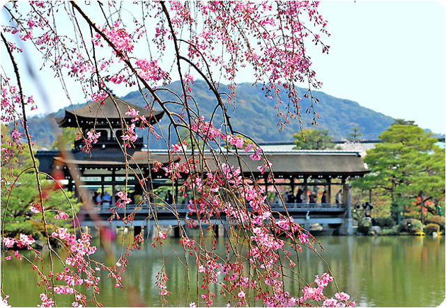 京都桜平安神宮4