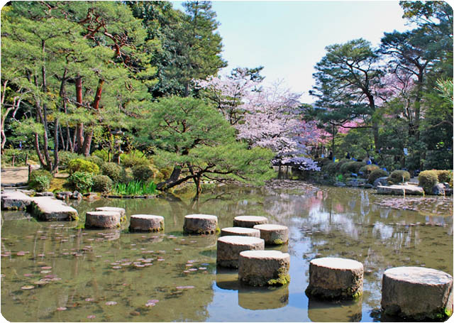京都桜平安神宮6