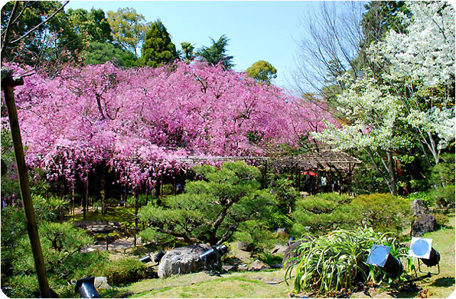 京都桜平安神宮7