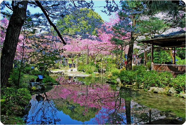 京都桜平安神宮8