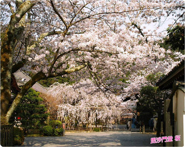 毘沙門堂桜2