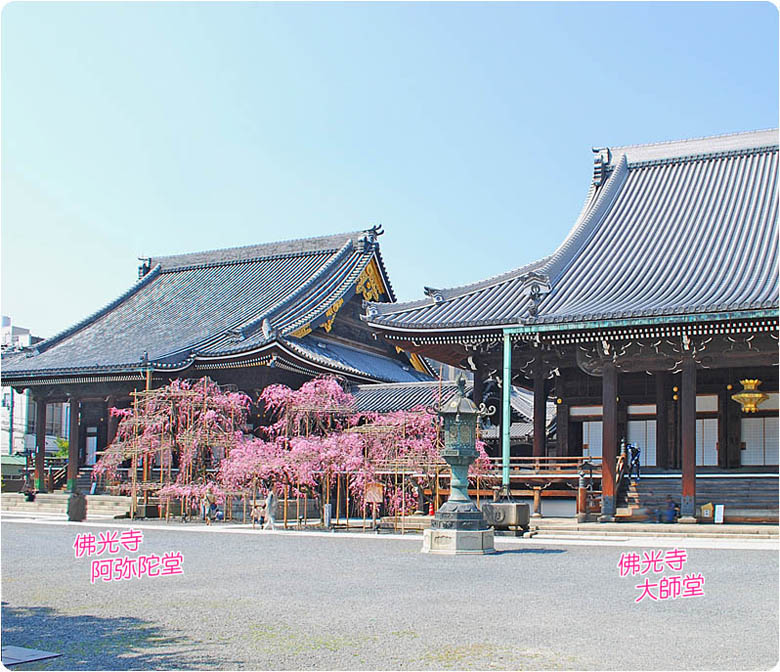 佛光寺の桜1