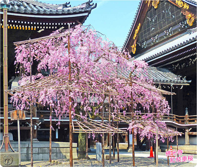 佛光寺の桜2