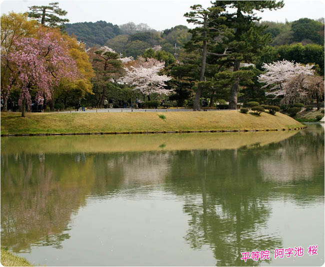 平等院桜3