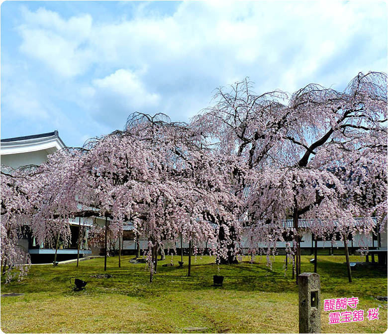 醍醐寺の桜2