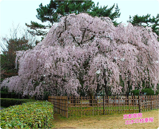 京都御苑桜1