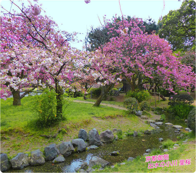 京都御苑桜3