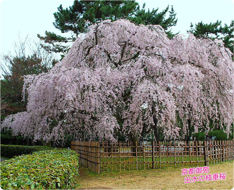 京都御苑 京都御所 桜