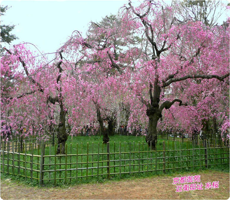 京都御苑桜2