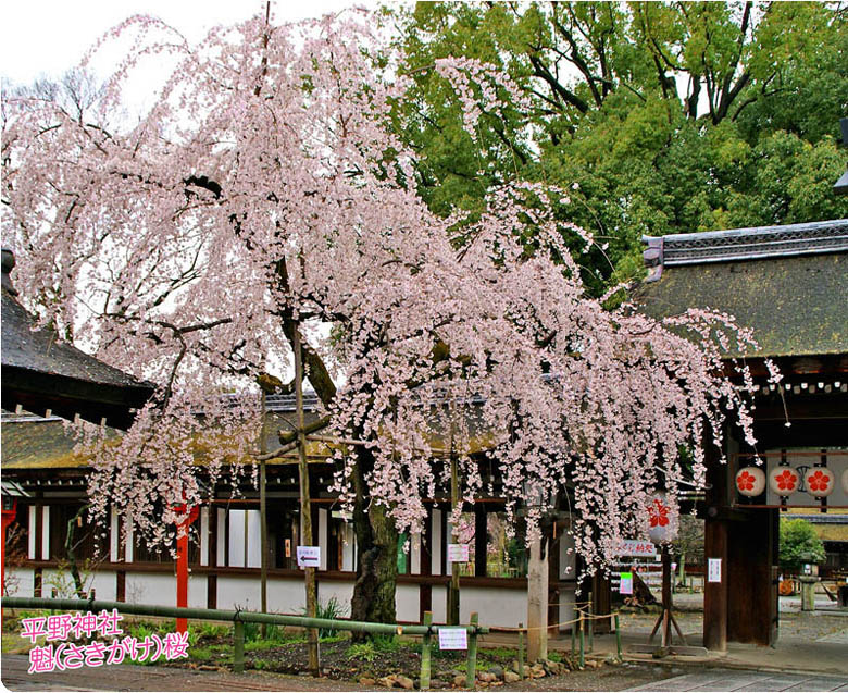 平野神社の桜2