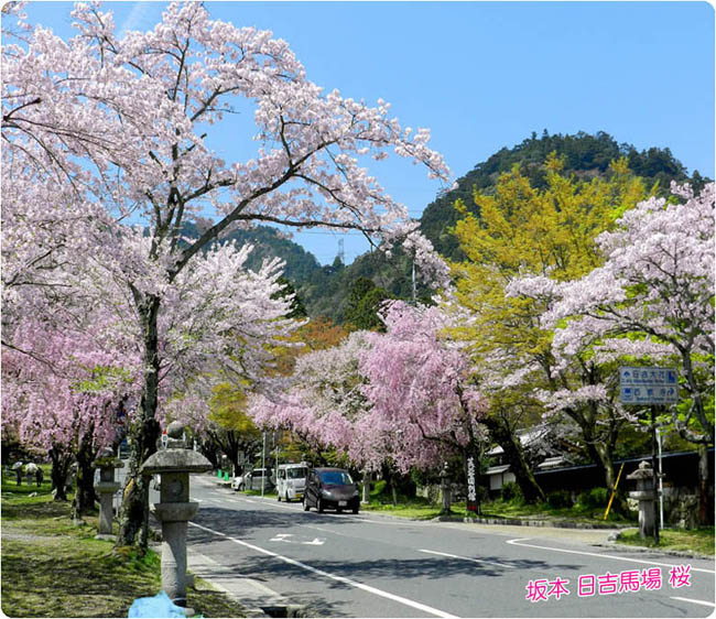 日吉馬場桜1