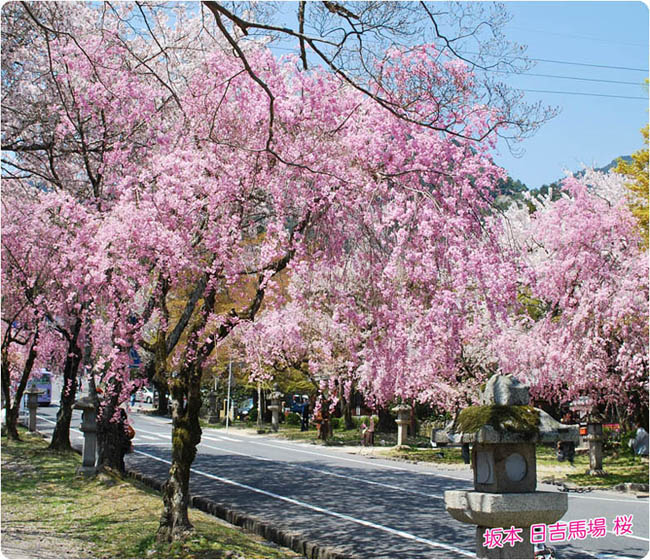 日吉馬場桜2