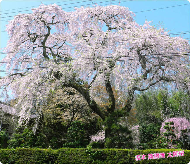 日吉馬場桜3