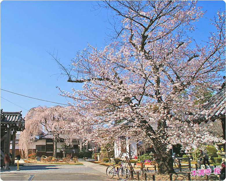 本満寺の桜2