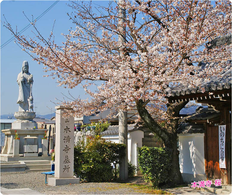 本満寺の桜3