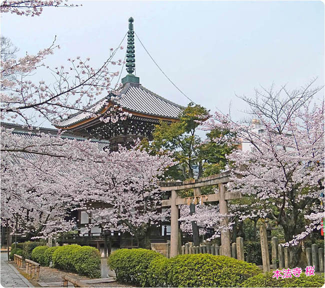 本法寺の桜1