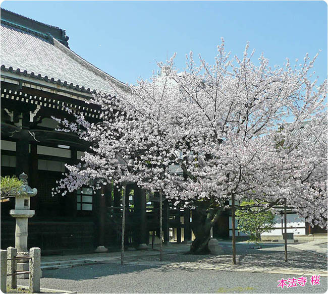 本法寺の桜2