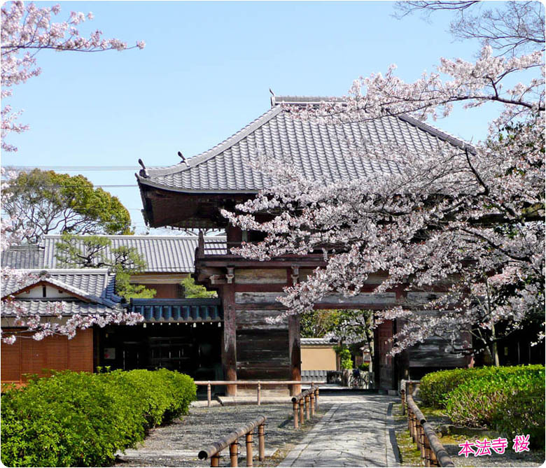 本法寺の桜3