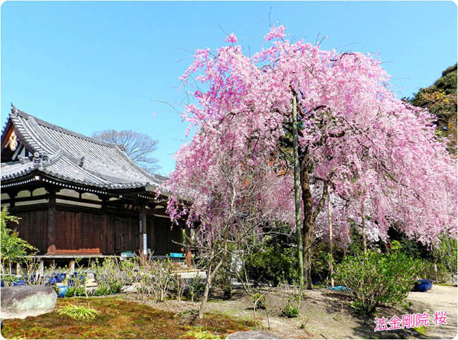 法金剛院の桜1