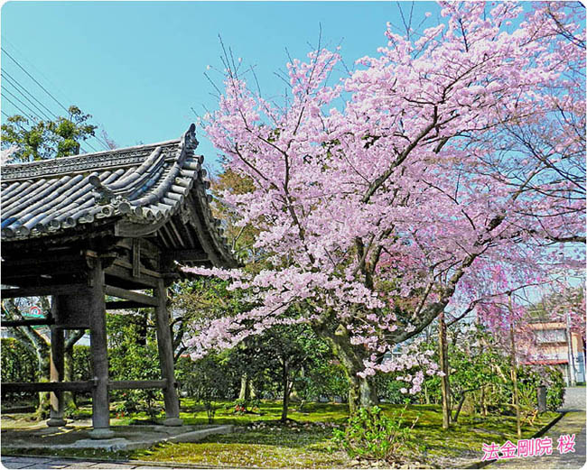 法金剛院の桜3