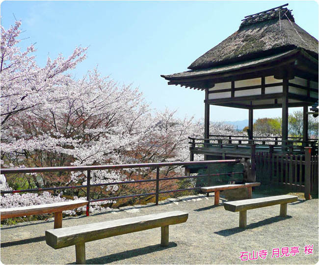 石山寺桜2