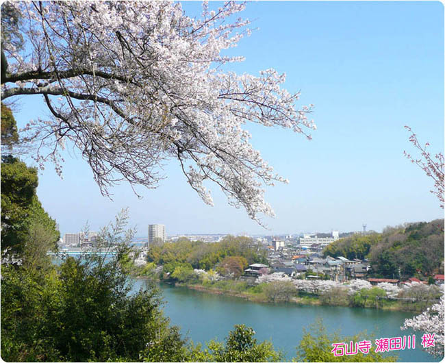 石山寺桜3