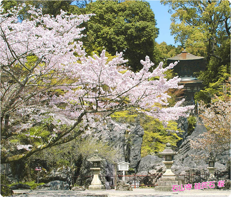 石山寺桜1