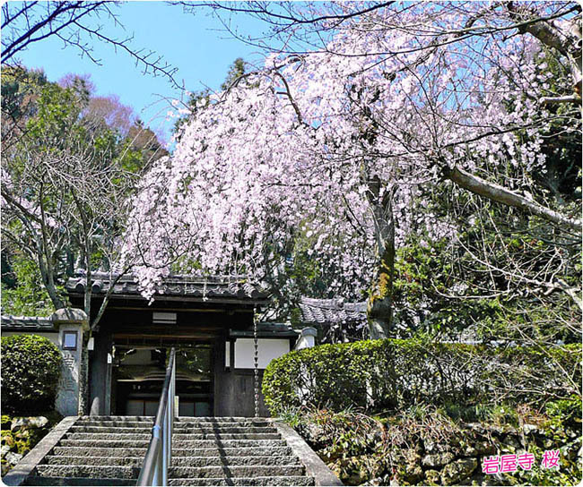 岩屋寺の桜2