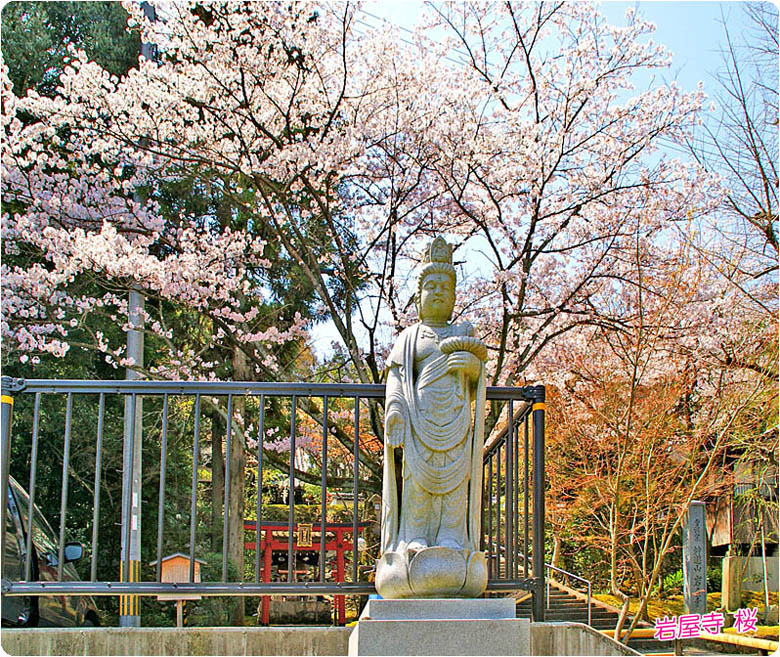 岩屋寺の桜3